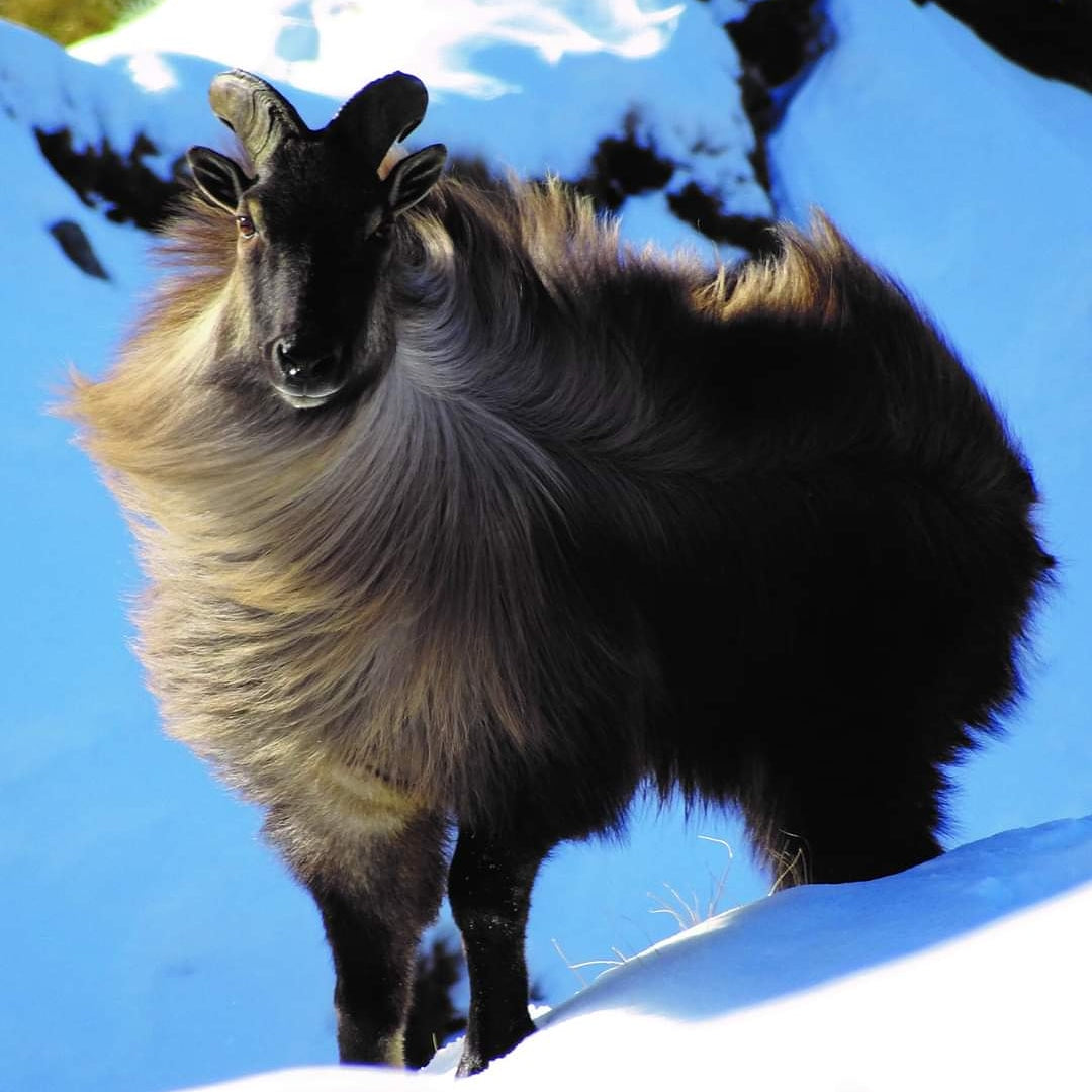 Supply of Taxidermy Specimens