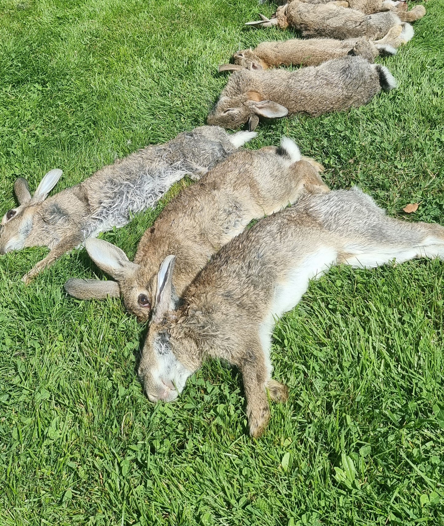 Rabbit and Hare control - ground hunting