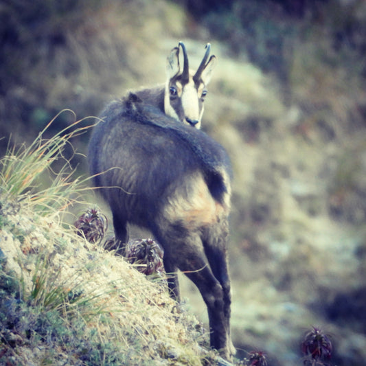 Supply of Taxidermy Specimens