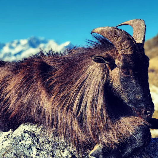 Supply of Taxidermy Specimens