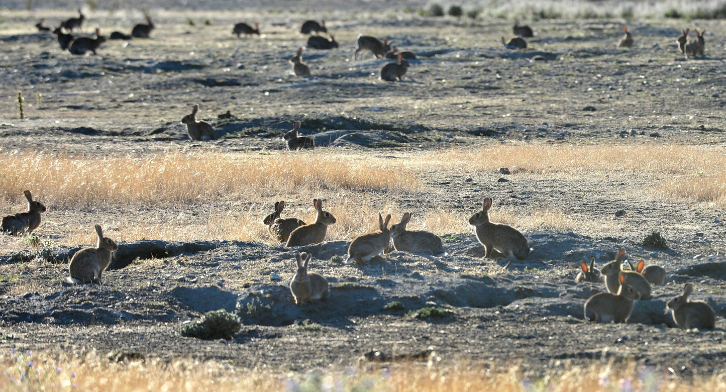 Rabbits are the most widespread pest in New Zealand and we offer excellent ground shooting and aerial control methods for Pest Control.