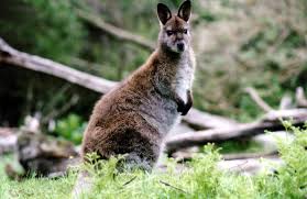 Wallaby are a serious threat to landowners in New Zealand. Specialist Shooting Services offers ground and aerial based control solutions.