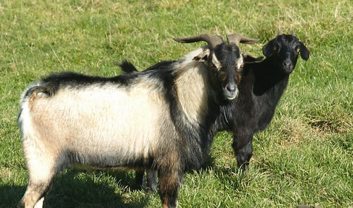 Pest Control of Goats in urban and rural environments