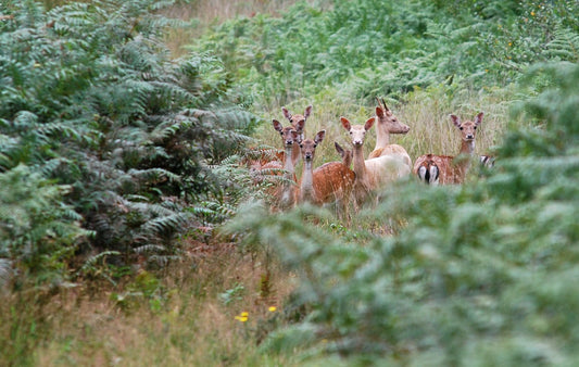 Fallow Deer have grown into a major threat as a pest species in New Zealand with herds growing quickly. Specialist Shooting Services offers ground and aerial based pest control on Fallow Deer